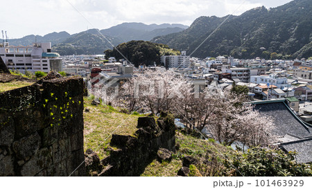 城跡の石垣の桜 城跡の石垣の桜 101463929
