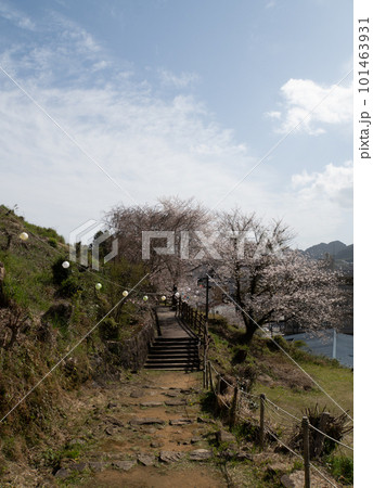 城跡と桜 城跡と桜 101463931