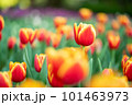 チューリップ 101463973