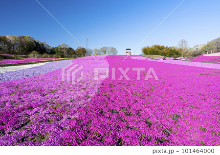早朝の市貝町芝ざくら公園 青空と満開のシバザクラ 栃木県市貝町 早朝の市貝町芝ざくら公園 青空と満開のシバザクラ 栃木県市貝町 101464000