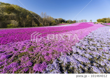早朝の市貝町芝ざくら公園 青空と満開のシバザクラ 栃木県市貝町 早朝の市貝町芝ざくら公園 青空と満開のシバザクラ 栃木県市貝町 101464012