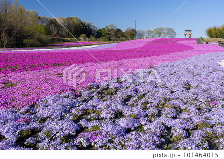 早朝の市貝町芝ざくら公園 青空と満開のシバザクラ 栃木県市貝町 早朝の市貝町芝ざくら公園 青空と満開のシバザクラ 栃木県市貝町 101464015