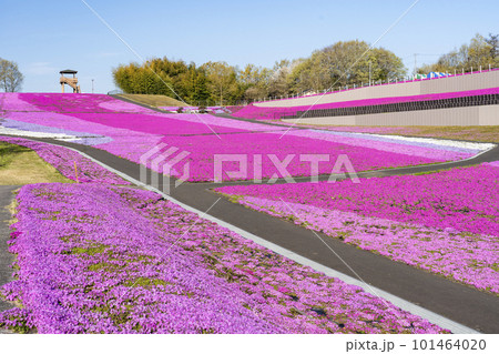 早朝の市貝町芝ざくら公園　青空と満開のシバザクラ　栃木県市貝町 101464020