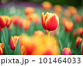 チューリップ 101464033