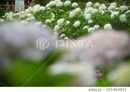雨中に咲くアジサイ 京都 三室戸寺にて 101464052