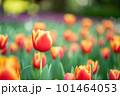 チューリップ 101464053