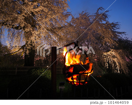 京都円山公園しだれ桜 101464059