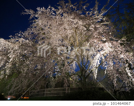 京都円山公園しだれ桜 101464067
