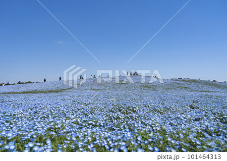 春の国営ひたち海浜公園　咲きそろったネモフィラ　茨城県ひたちなか市 101464313