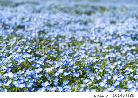 春の国営ひたち海浜公園　咲きそろったネモフィラ　茨城県ひたちなか市 101464339