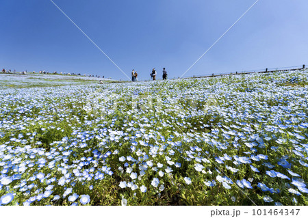 春の国営ひたち海浜公園　咲きそろったネモフィラ　茨城県ひたちなか市 101464347