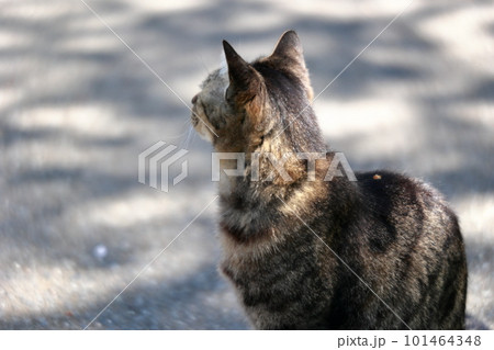 何かを見つめる猫 101464348