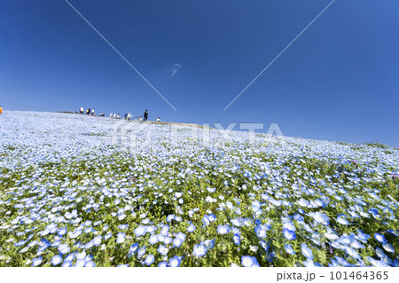 春の国営ひたち海浜公園　咲きそろったネモフィラ　茨城県ひたちなか市 101464365