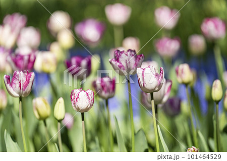 春の国営ひたち海浜公園　鮮やかに咲きそろったチューリップ　茨城県ひたちなか市   101464529