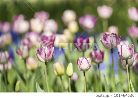 春の国営ひたち海浜公園 鮮やかに咲きそろったチューリップ 茨城県ひたちなか市 春の国営ひたち海浜公園 鮮やかに咲きそろったチューリップ 茨城県ひたちなか市 101464530