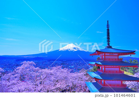 富士山と桜（新倉山浅間公園） 101464601