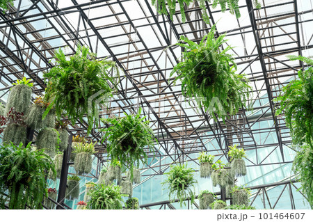 Ferns with green leaves in hanging baskets. Charming indoor hanging garden. Boston fern plants in hanging pot decoration in garden. Beautiful design of fern garden. Care of ferns in hanging baskets. Ferns with green leaves in hanging baskets. Charming indoor hanging garden. Boston fern plants in hanging pot decoration in garden. Beautiful design of fern garden. Care of ferns in hanging baskets. 101464607