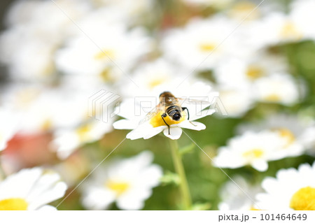 花の蜜を吸うハチ 花の蜜を吸うハチ 101464649