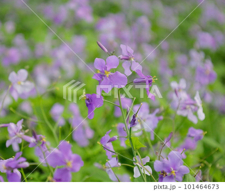 春の野に群れて咲くハナダイコンの薄紫の花 101464673