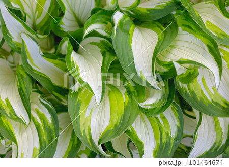 美しい斑入りの葉のギボウシのクローズアップ 101464674