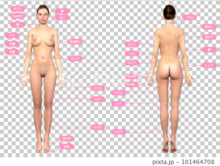 Illustration with hair removal treatment areas on the front and back of a 3d model woman Illustration with hair removal treatment areas on the front and back of a 3d model woman 101464708