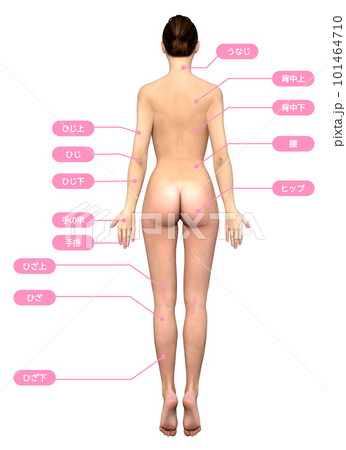 3dモデル女性の背面に脱毛施術箇所が記載されたイラスト 101464710