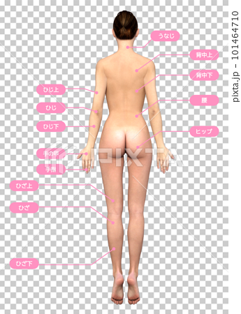 3dモデル女性の背面に脱毛施術箇所が記載されたイラスト 101464710