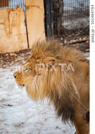 動物園のシロクマ 101464764