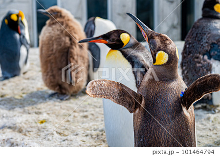 動物園のシロクマ 動物園のシロクマ 101464794