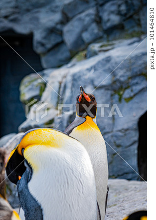動物園のシロクマ 101464810