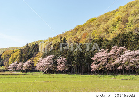 桜咲き山の木々が萌える春の里山風景　b-2 ソフトカラー 101465032
