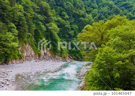 日本の車窓から　緑深い黒部峡谷鉄道 101465047
