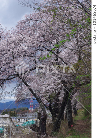 JR洗馬駅の桜と電車 101465074