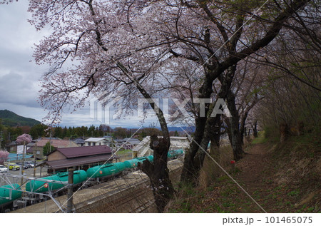 JR洗馬駅の桜と電車 101465075