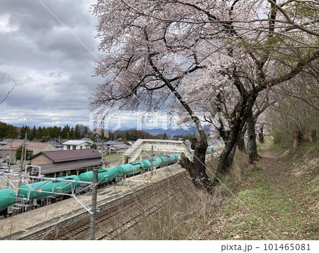 JR洗馬駅の桜と電車 101465081