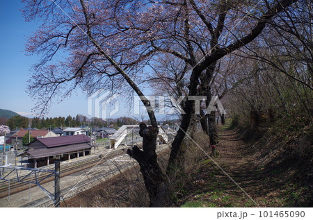 JR洗馬駅の桜と電車 101465090