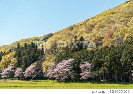 桜咲き山の木々が萌える春の里山風景　c-3 シアン色 101465109