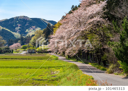 桜咲き山の木々が萌える春の里山風景 f-1 桜咲き山の木々が萌える春の里山風景 f-1 101465313