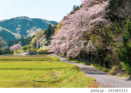 桜咲き山の木々が萌える春の里山風景　f-3 シアン色 101465315