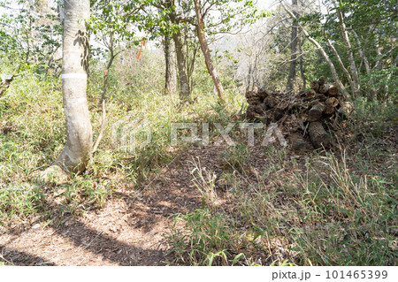 岩崎山の山頂(賤ヶ岳ハイキングコース) 岩崎山の山頂(賤ヶ岳ハイキングコース) 101465399