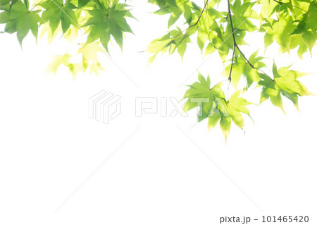 白背景の青もみじ 白背景の青もみじ 101465420