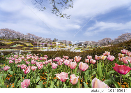 春の国営みちのく湖畔公園　彩の広場に咲く花　宮城県川崎町 101465614