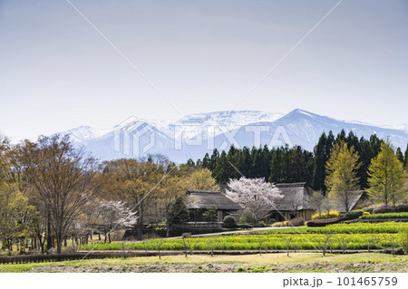 春の国営みちのく杜の湖畔公園 ふるさと村　残雪の蔵王連峰　宮城県川崎町 101465759