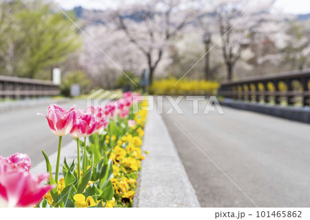 春の国営みちのく杜の湖畔公園 花壇に咲くチューリップ 宮城県川崎町 春の国営みちのく杜の湖畔公園 花壇に咲くチューリップ 宮城県川崎町 101465862