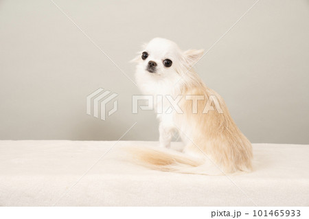 グレーバックでお座りして微笑むチワワ 101465933