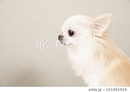 グレーバックで微笑むチワワの横顔 グレーバックで微笑むチワワの横顔 101465934