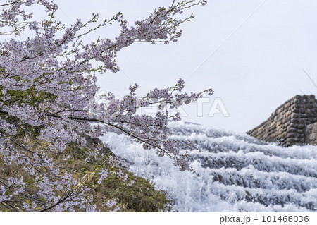 春の国営みちのく杜の湖畔公園 散り始めた桜のある風景　宮城県川崎町 101466036