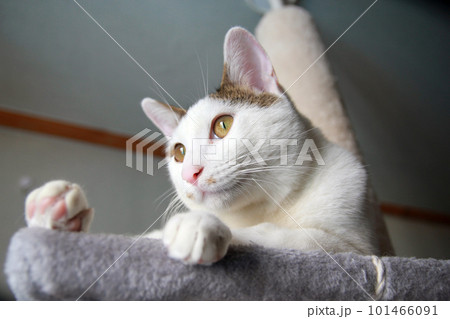 Indoor life of a cute cat Indoor life of a cute cat 101466091