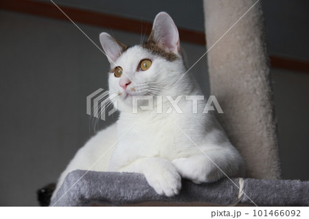 Indoor life of a cute cat Indoor life of a cute cat 101466092