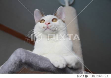 Indoor life of a cute cat Indoor life of a cute cat 101466093